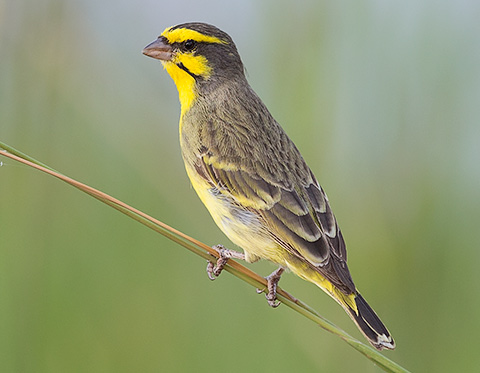 Yellow-fronted Canary